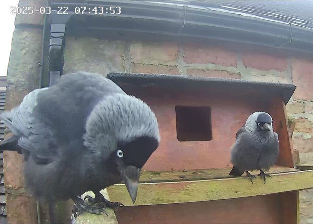 A jackdaw inspecting the camera
