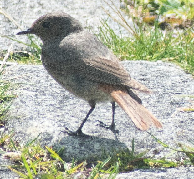 Female black redstart on the ground