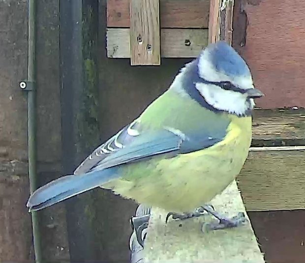 Blue tit