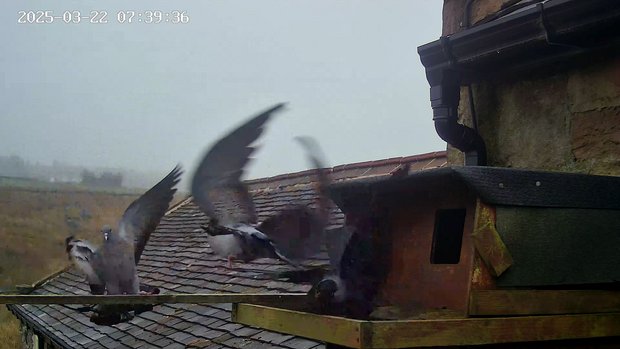 Stock doves flying away as the jackdaw returns