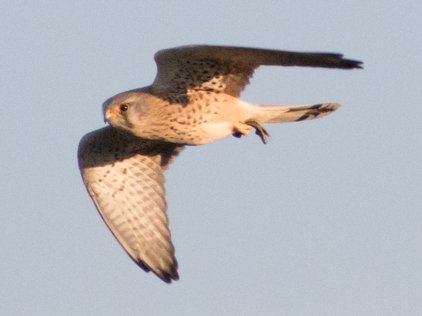 Kestrel flying with prey
