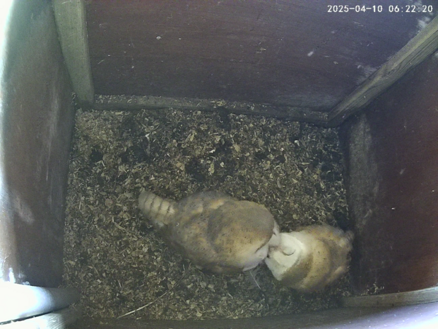 A pair of barn owls nuzzling (a courtship ritual) in a nest box