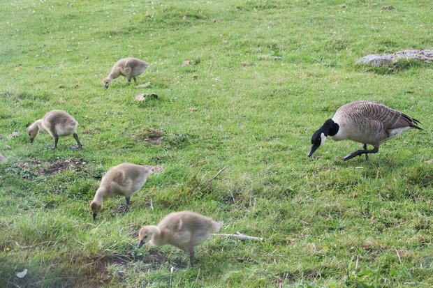 Four 20 day old Canada geese goslings with their mother