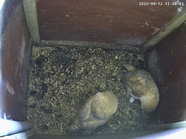 Barn owls in nest box with one egg