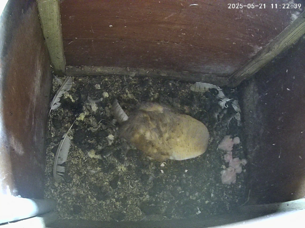 four baby owlets, the smallest hatched only about 2 hours ago