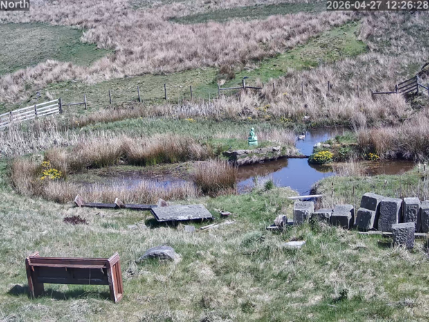Wide view of pond area, with gander patrolling the pond and a nest on the far side of the pond