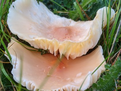 fungus in a field