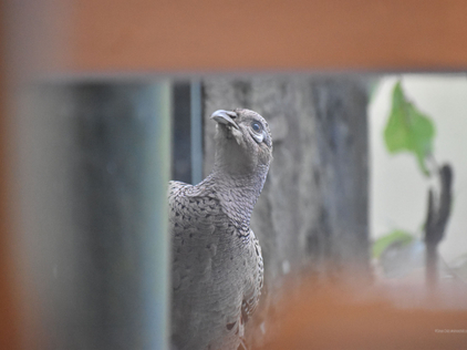 Female pheasant looking in the house window