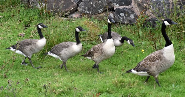 The goslings are now larger and showing adult plumage