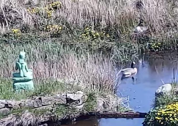 Zoomed in photo showing goose on the nest and gander patrolling in the water