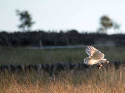 Barn owl flying with prey