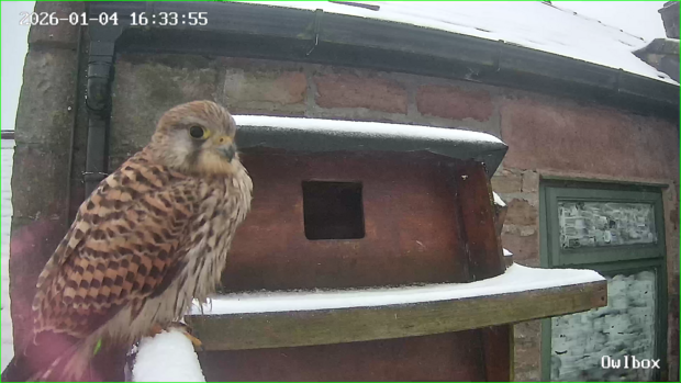 Female kestrel perching on a snowy barn owl box