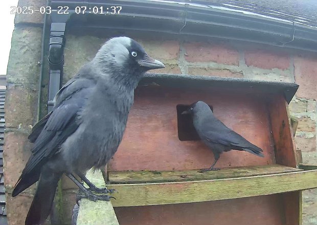 Two jackdaws