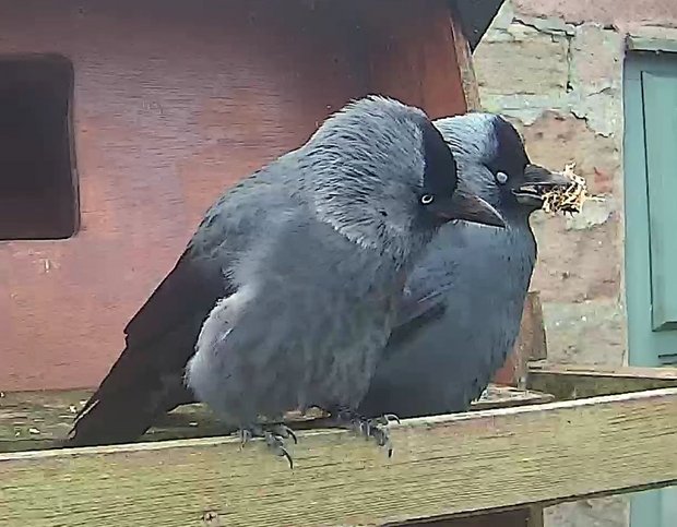 Two jackdaws sitting side by side