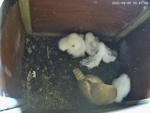 The four barn owlets are active and are beginning to develop feathers on their winglets