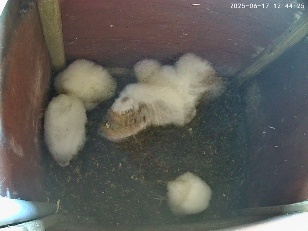 Four barn owlets aged 27-36 days