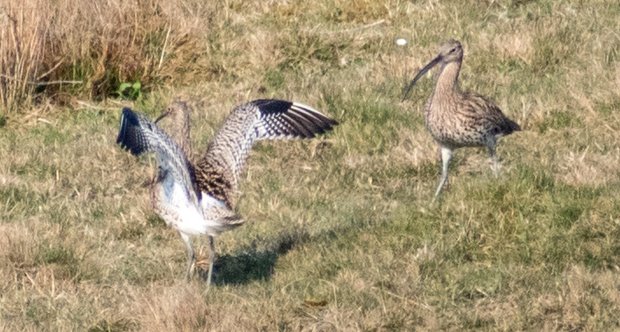Curlew courtship display