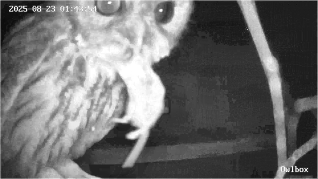 A tawny owl with a mouse, perched on the barn owl box branch