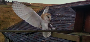 Barn owl landing with fanned wings, carrying prey