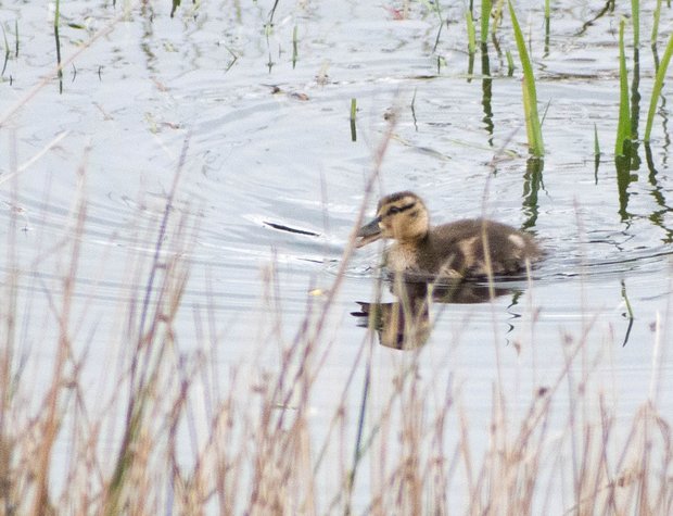 A mallard duckling on a pond