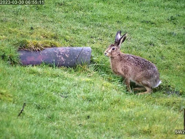 Brown hare about to enter land drain pipe