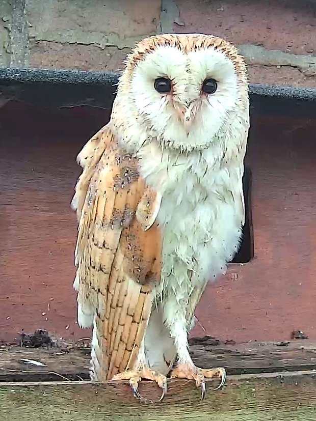 Barn owl bedraggled following hunting in the rain