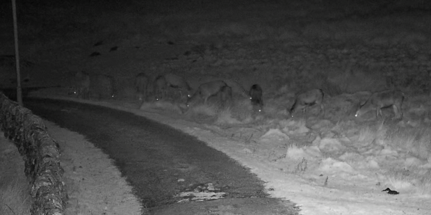 Deer eyes reflecting back at night