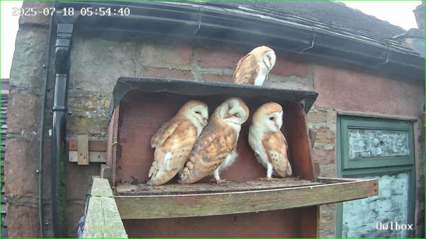 Four barn owlets perched on the nest box ledge