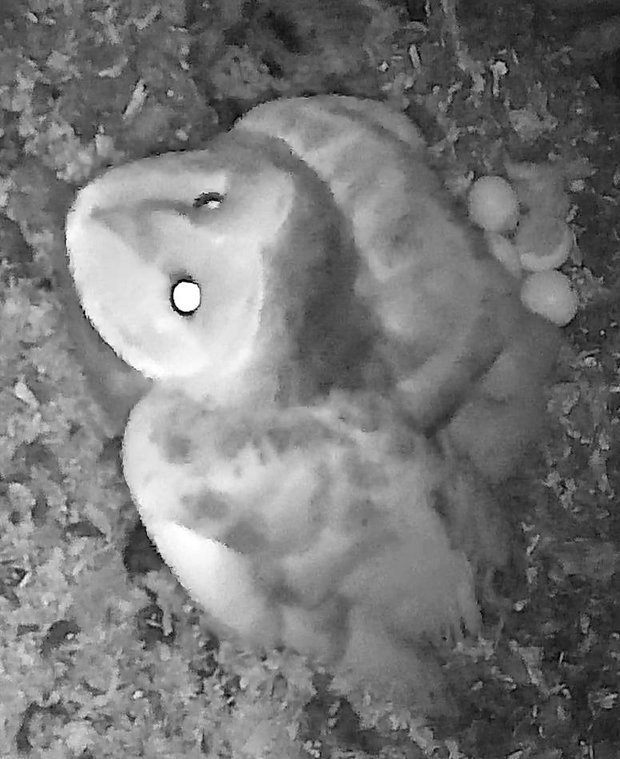 Day old barn owlet with parent