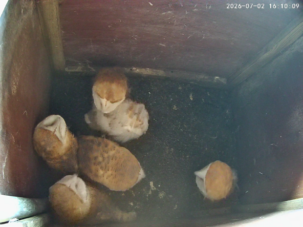 Six healthy barn owlets