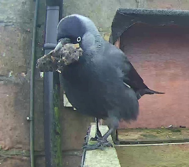 Jackdaw with barn owl pellet