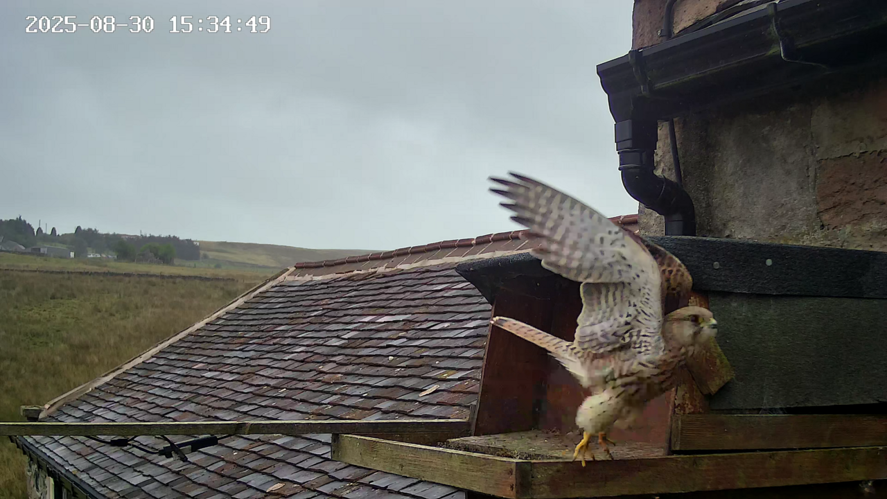 Female kestrel launches from the barn owl box