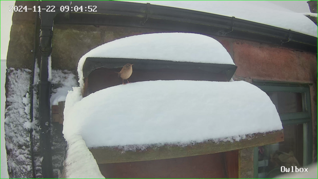 Wren visiting snow-covered barn owl box