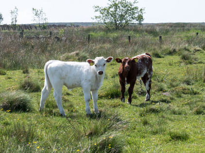 Two young calves