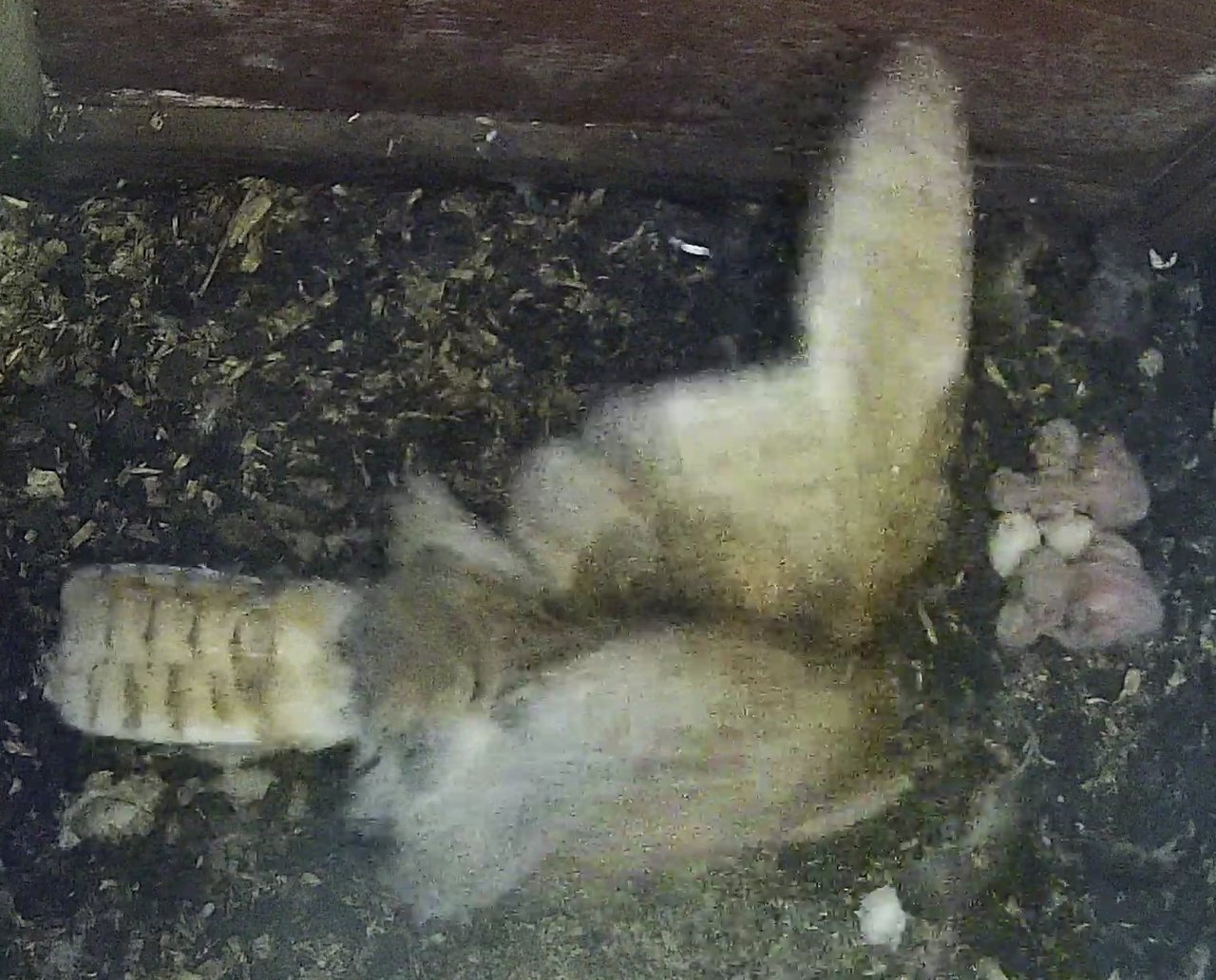 Four barn owlets in nestbox, with female owl and two more eggs