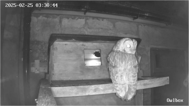 Tawny owl perched on the barn owl nestbox ledge