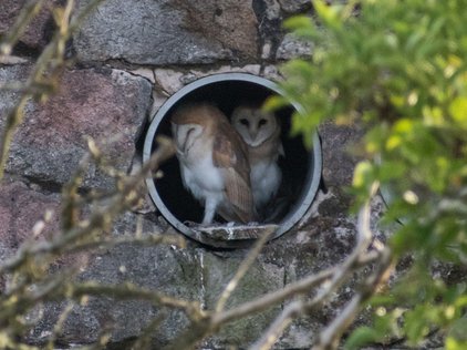 Two owlets in the entrance to their nestbox