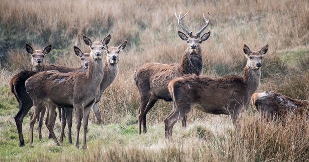 Red deer