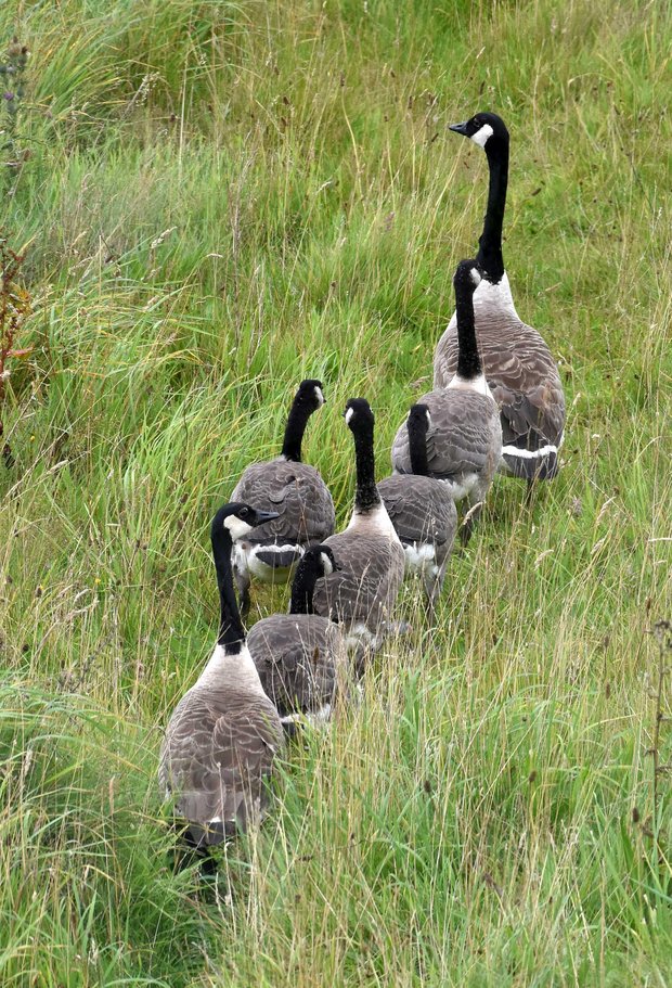 five goslings at 55 days old now showing adult plumage