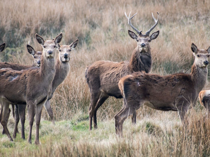 Red deer in our field