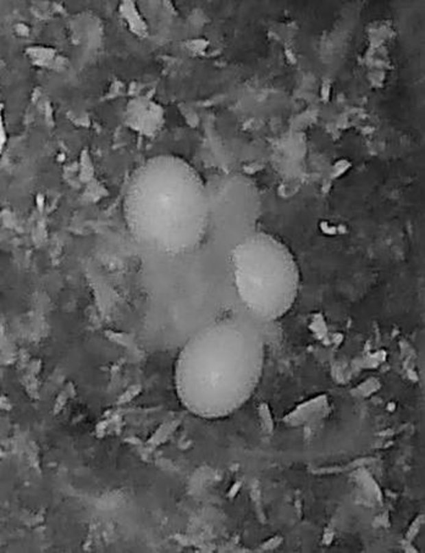 Barn owl hatchling