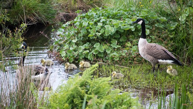 A pair of Canada geese with six newly hatched goslings