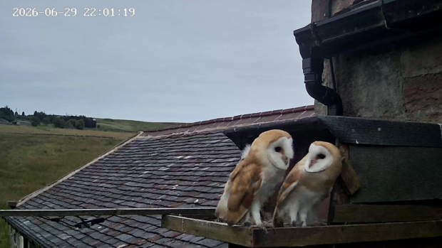 Two barn owlets around 9 weeks old