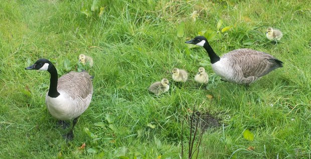 Canada geese and six goslings soon after leaving the nest for the first time
