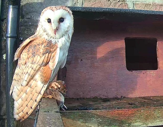 Barn owl returning to the nest box with prey