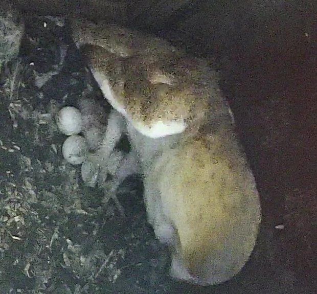 Newly hatched barn owlet