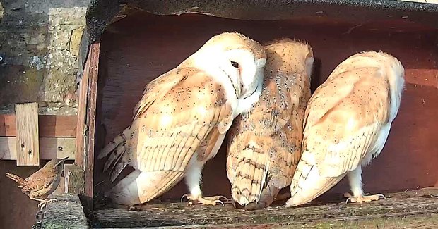 A wren visits the owlets