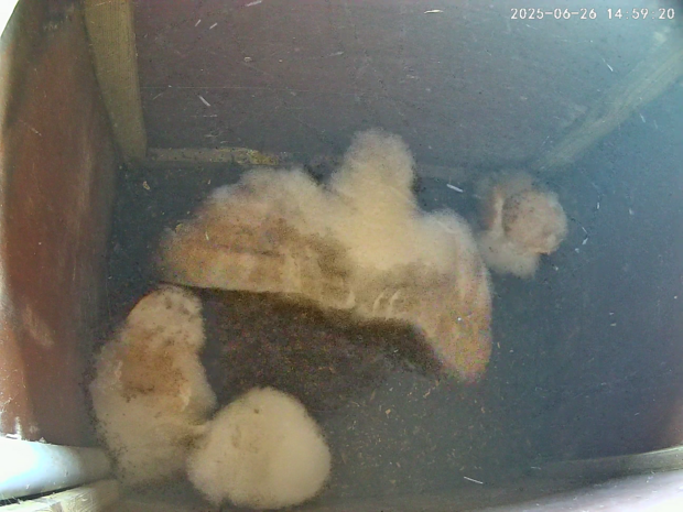 Four barn owlets aged 37-46 days
