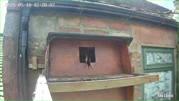 Swallow looking into the owlbox