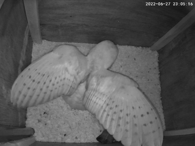 A barn owl smothers a nesting stock dove